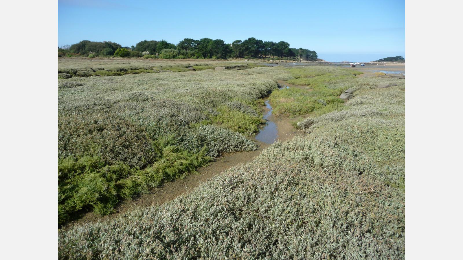 marais_maritime_baie_de_kerlavos.jpg